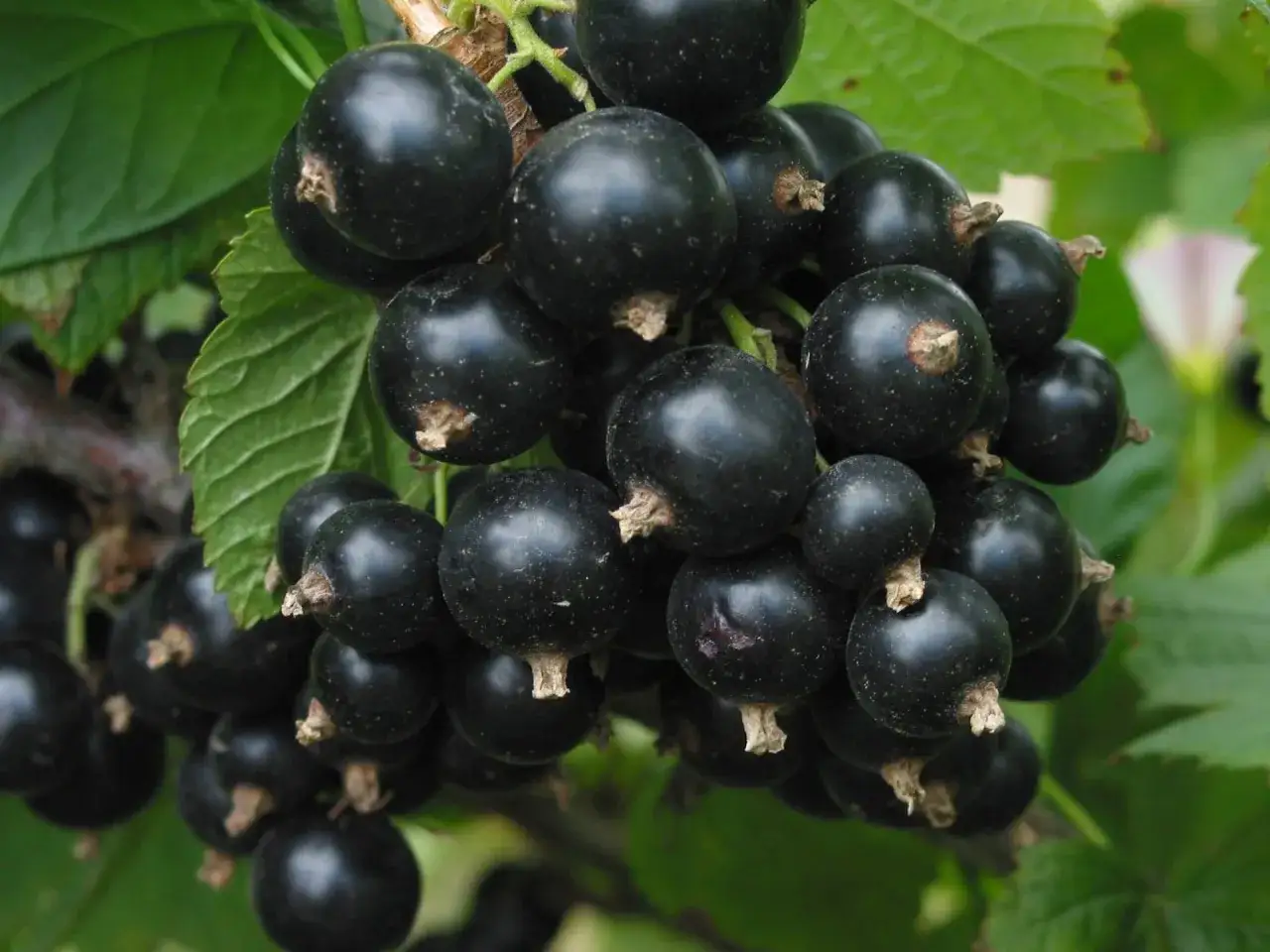 Krzew czarnej porzeczki z dojrzałymi owocami. Czarna porzeczka właściwości zdrowotne zawdzięcza bogactwu witamin i antyoksydant&oacute;w.