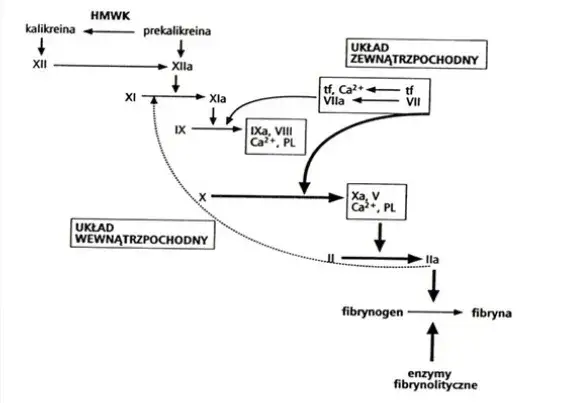 Schemat kaskady krzepnięcia krwi
