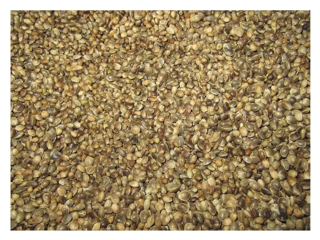 Mnóstwo nasion konopi, idealnych jako przynęta na ryby.