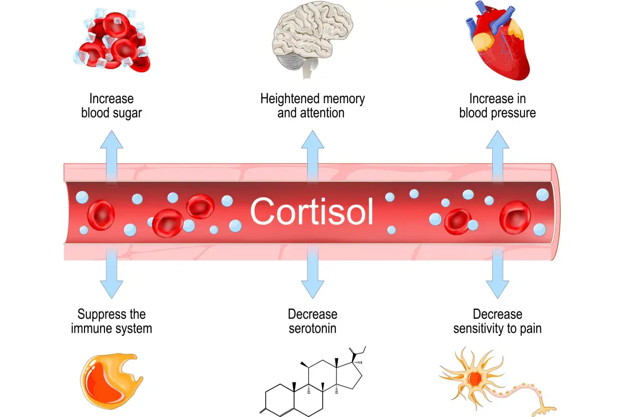 Wyrzut kortyzolu objawy: wzrost cukru we krwi, podwyższone ciśnienie, osłabienie odporności, spadek serotoniny, zmniejszona wrażliwość na ból, lepsza pamięć.