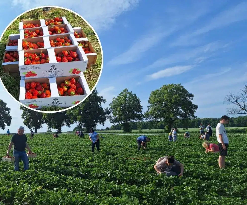 Samozbiory truskawek na polu