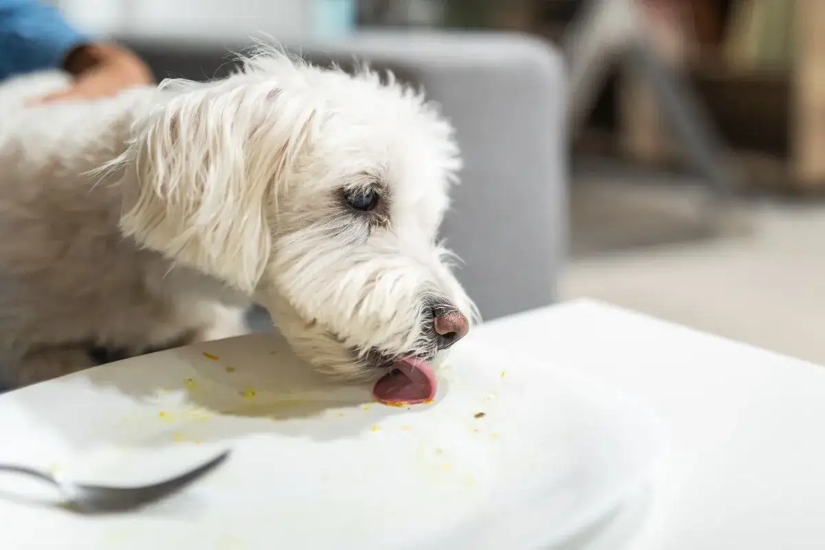 Biały piesek oblizuje talerz po grochówce. Czy pies może jeść grochówkę? To pytanie zadaje sobie wielu właścicieli czworonogów.