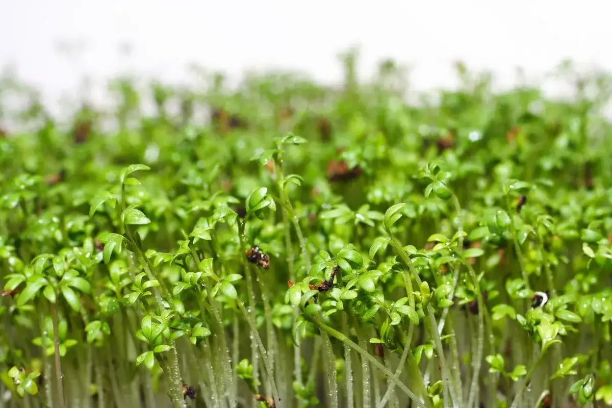 Zdjęcie Na czym sadzić rzeżuchę, aby uniknąć najczęstszych błędów?