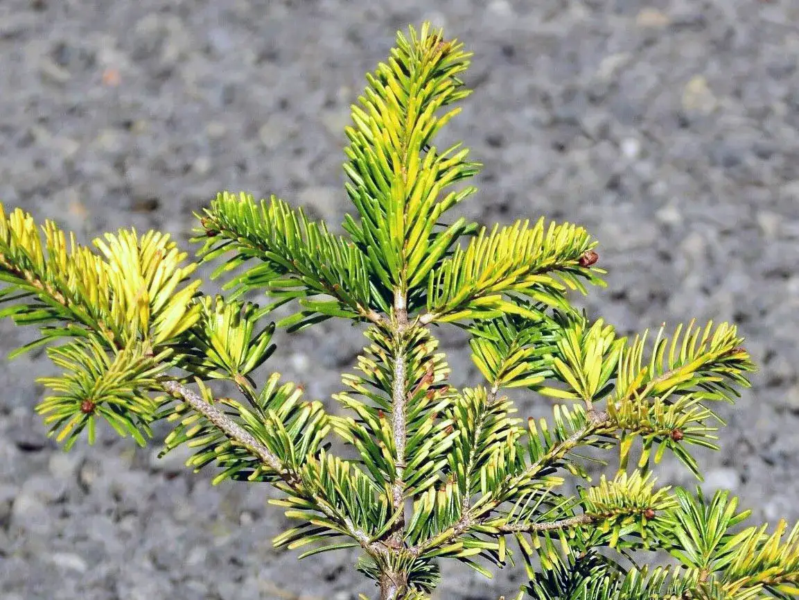 jodła kaukaska przycinanie kalendarz