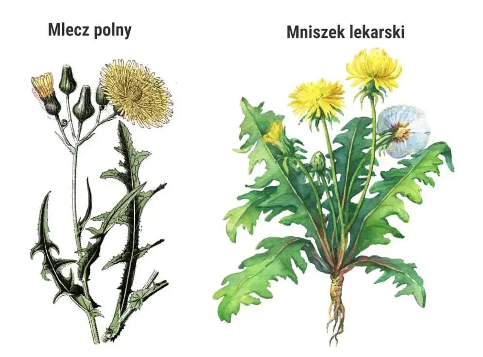 mniszek lekarski vs mlecz polny porównanie