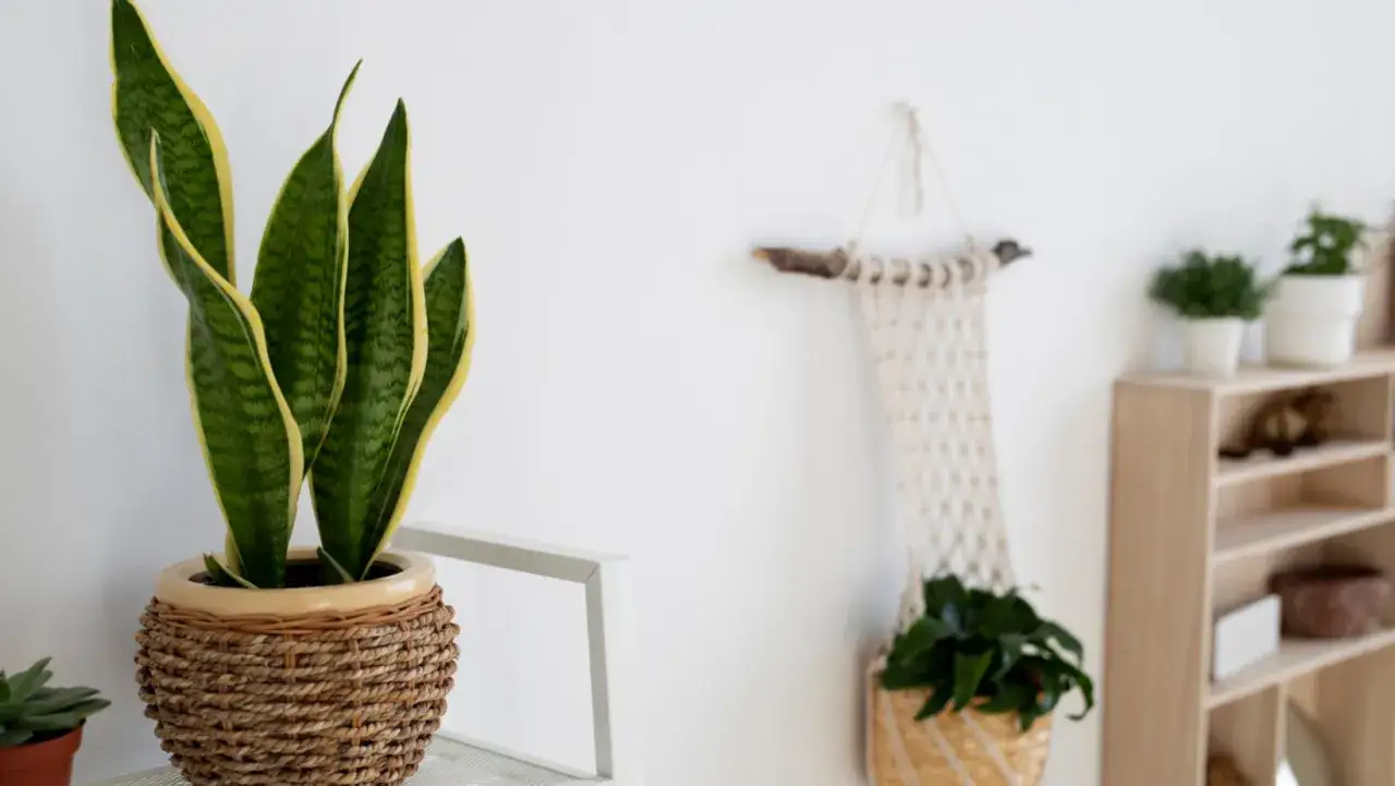 Rośliny do łazienki bez okna kolaż