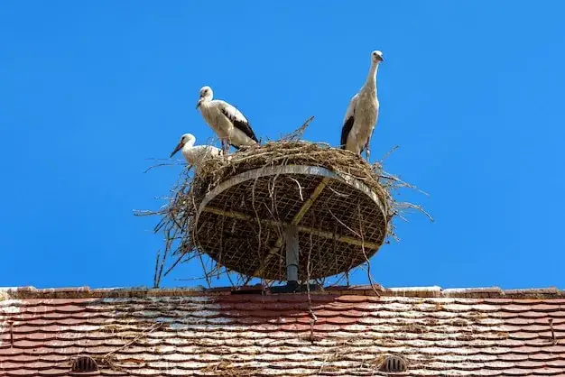 Bocian biały w gnieździe na dachu