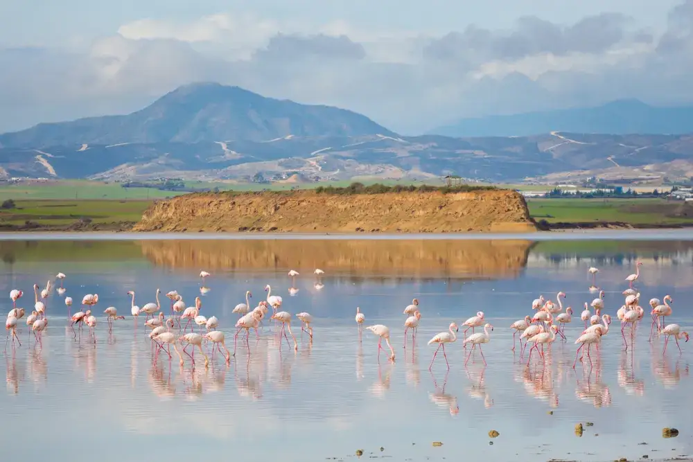 Flamingi Słone Jezioro Larnaka