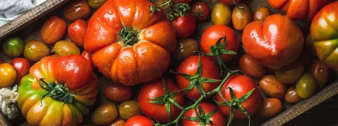 różne gatunki pomidorów do zupy