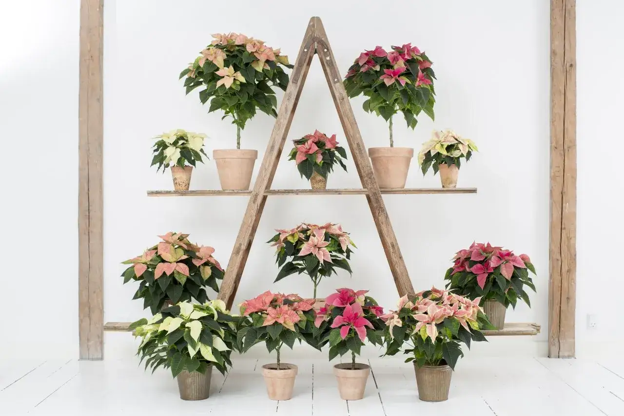 Wiele gwiazd betlejemskich w różnych kolorach, od bieli po róż i czerwień, pięknie prezentuje się na drewnianej drabince, tworząc domową aranżację.
