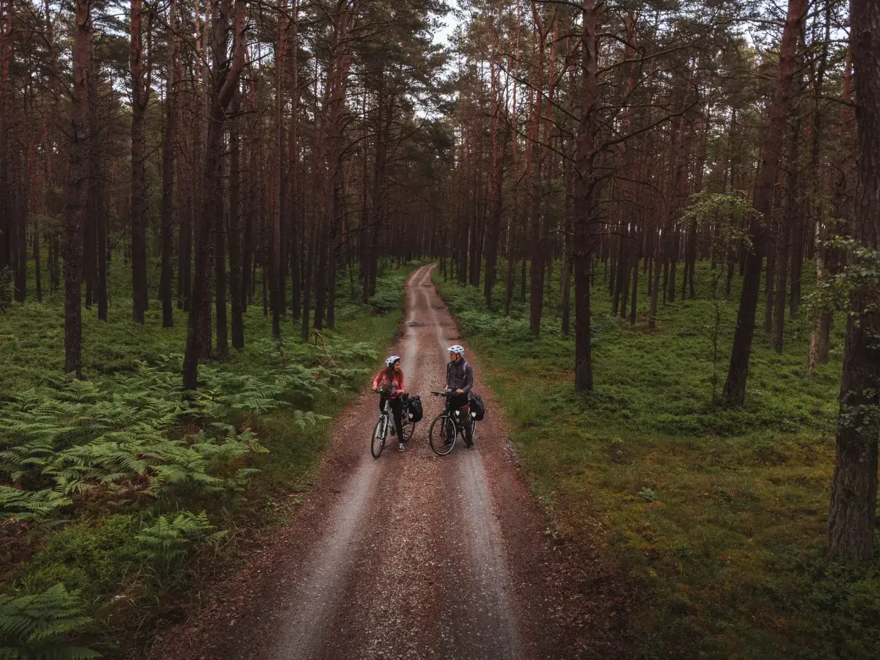 Para rowerzystów na leśnej ścieżce, idealnej na trasę rowerową wzdłuż Bałtyku. Otoczeni sosnowym lasem i paprociami.