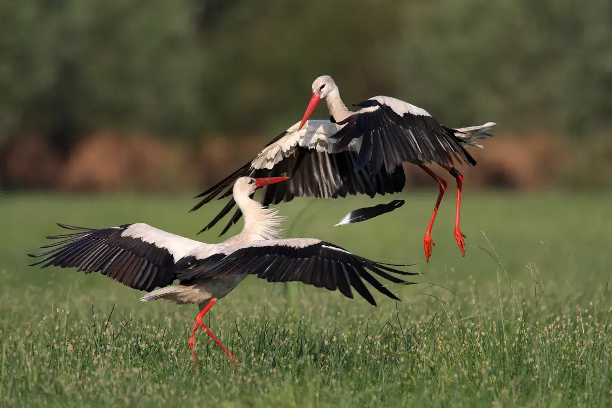 Bocian biały polujący na łące