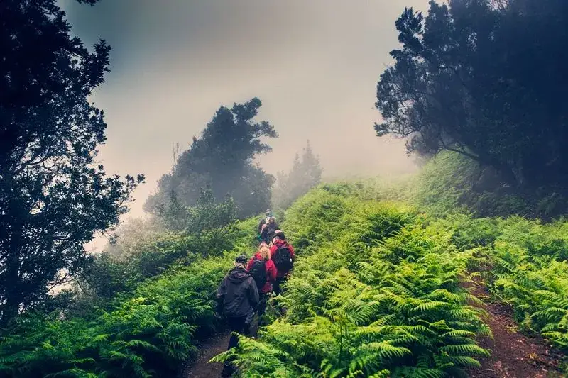 Las wawrzynowy Anaga Teneryfa