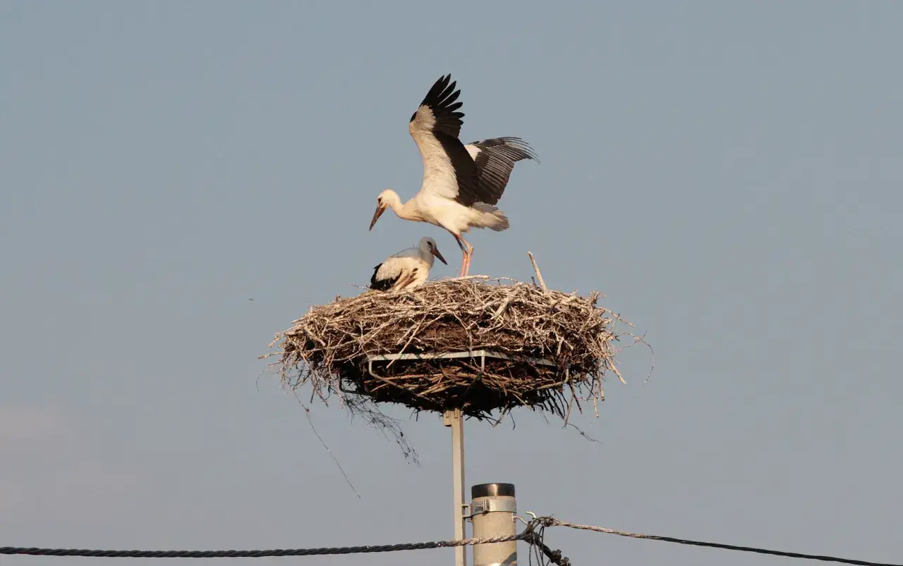 Bocian szykuje się do lotu z gniazda, gdzie odpoczywa drugi ptak. Dorosły bocian waży ok. 3-4 kg.