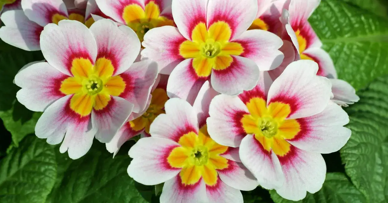 zdrowa kwitnąca prymulka