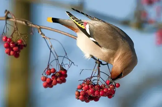 Jemiołuszka na jarzębinie, Gil samiec na śniegu, Czeczotka na brzozie, Myszołów włochaty w locie, Śnieguła na polu