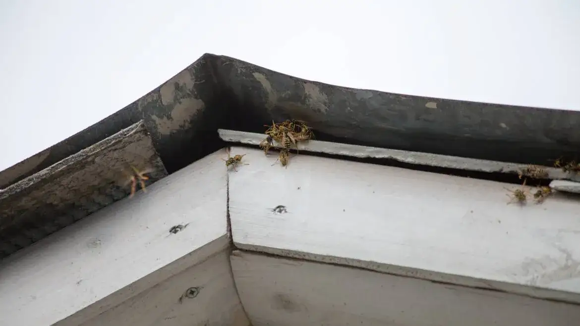 firma DDD usuwanie gniazda szerszeni