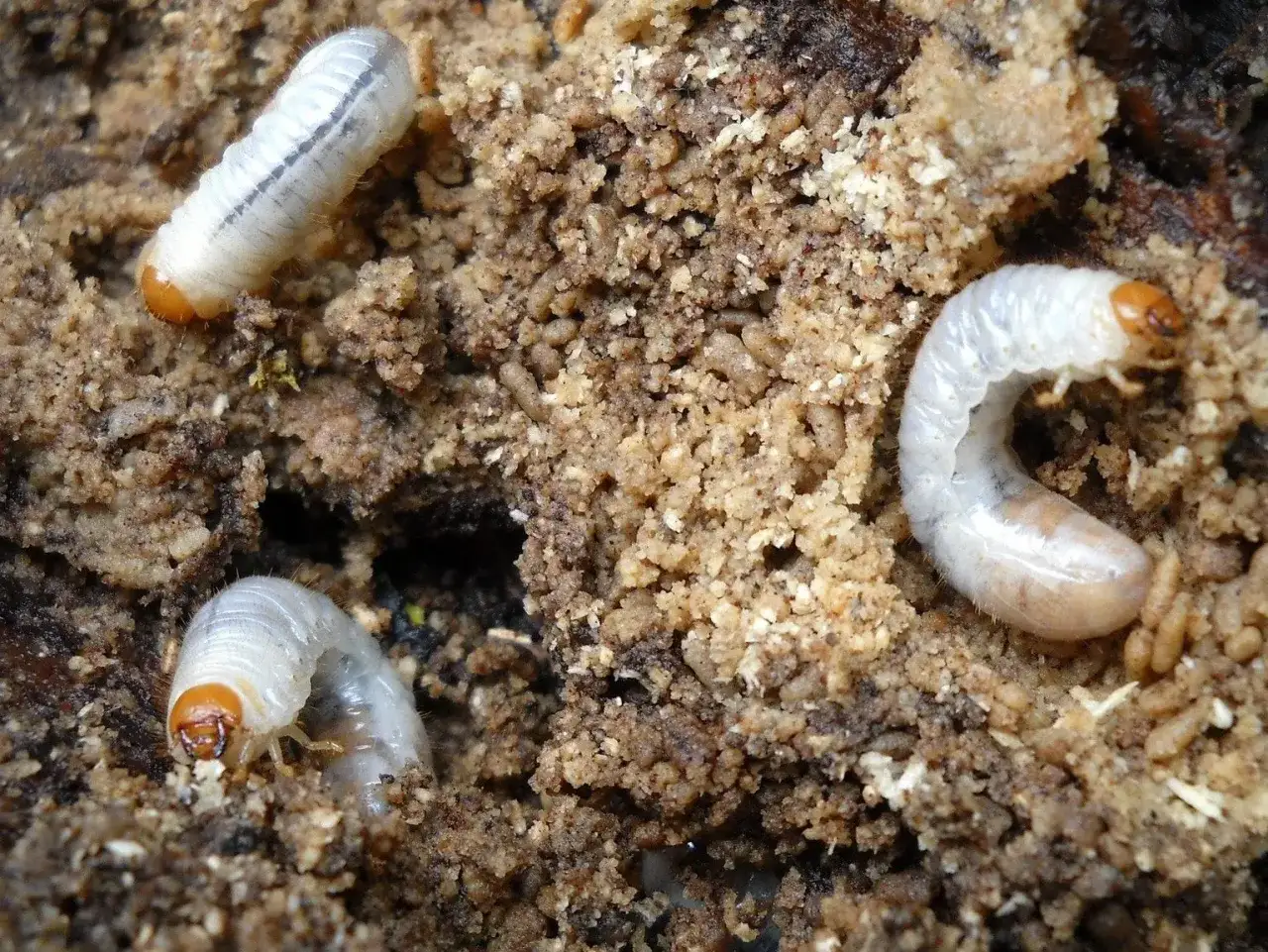 Trzy białe larwy chrabąszcza majowego z pomarańczowymi głowami w ziemi. Jedna leży prosto, dwie są wygięte.