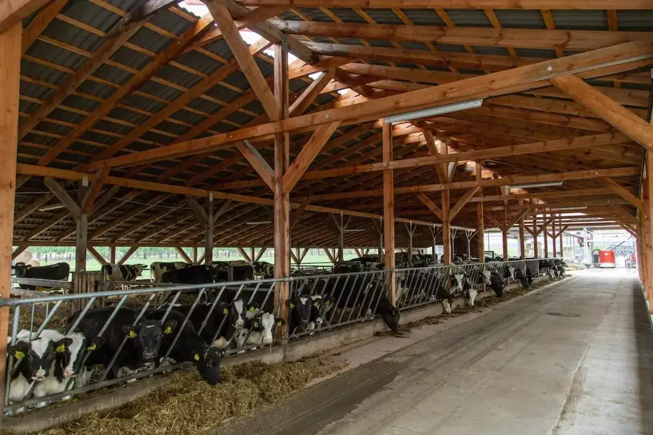 Tania obora dla bydła mięsnego z drewnianą konstrukcją i rzędem kr&oacute;w przy karmidle.