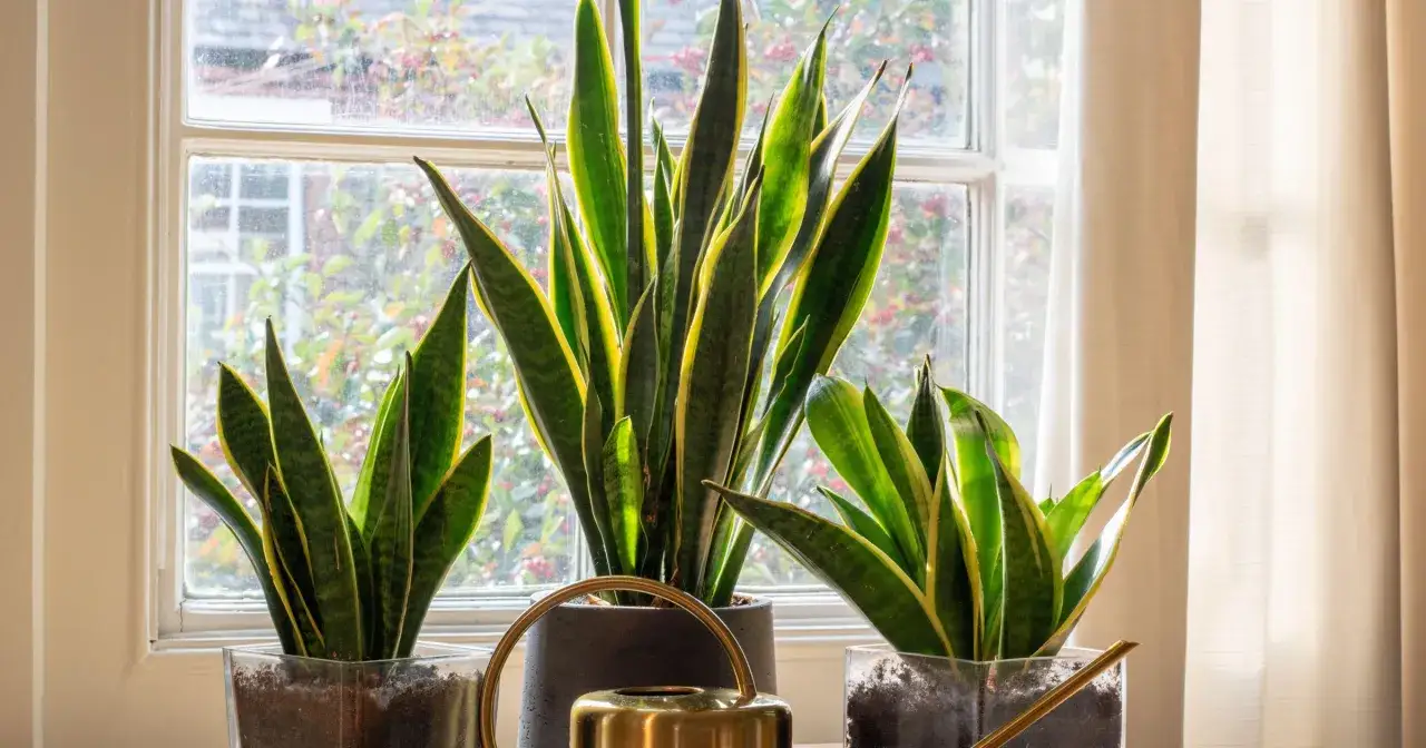 sansewieria w ciasnej doniczce