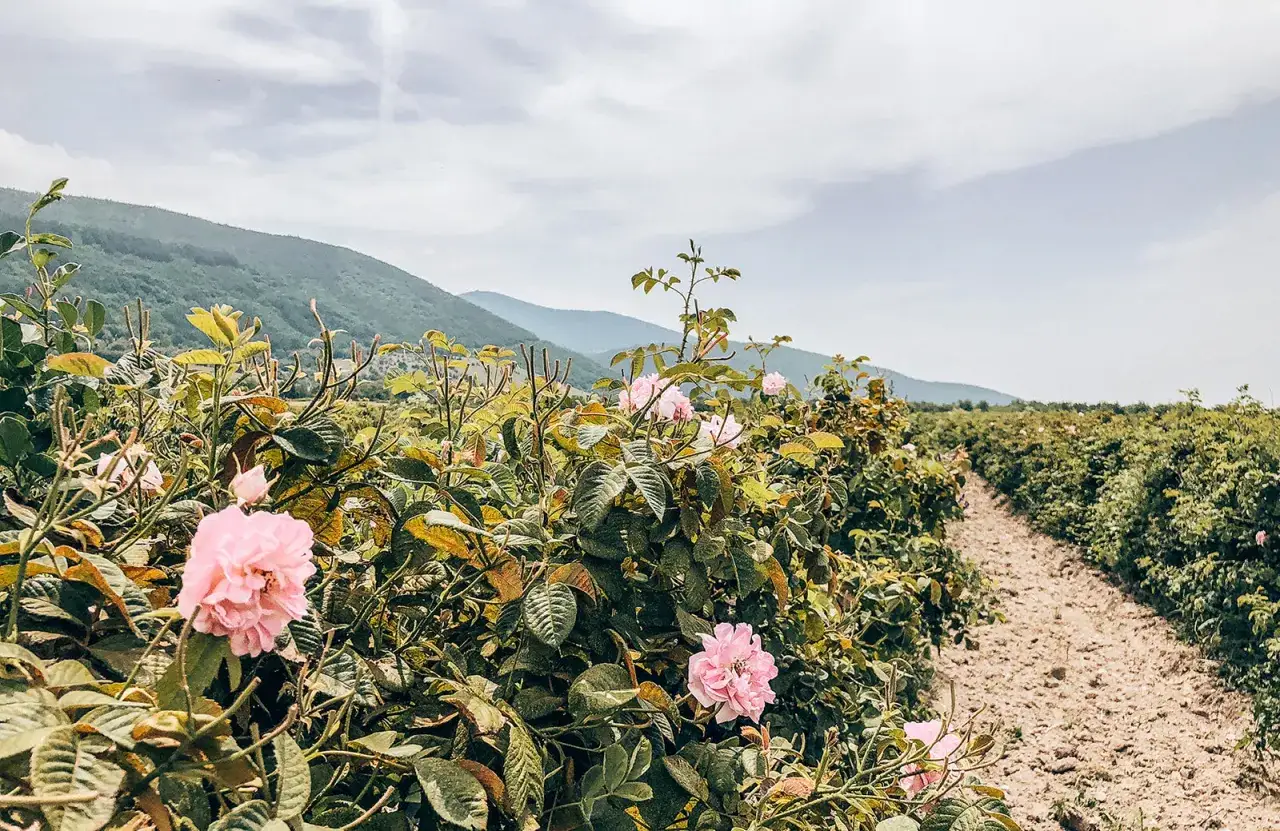 Kwiaty r&oacute;ż w bułgarskiej Dolinie R&oacute;ż, z pag&oacute;rkami w tle.