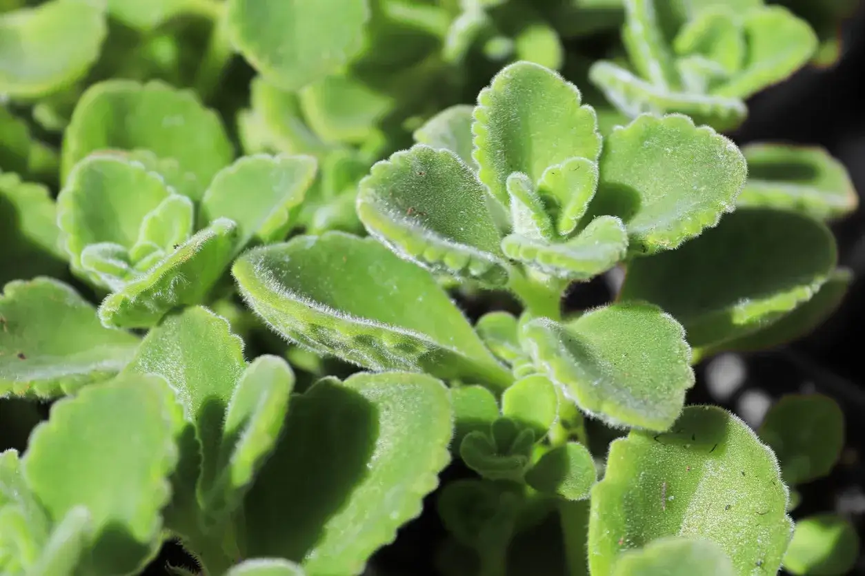 Zdjęcie Oregano kubańskie do czego? Odkryj jego wyjątkowe zastosowania w kuchni