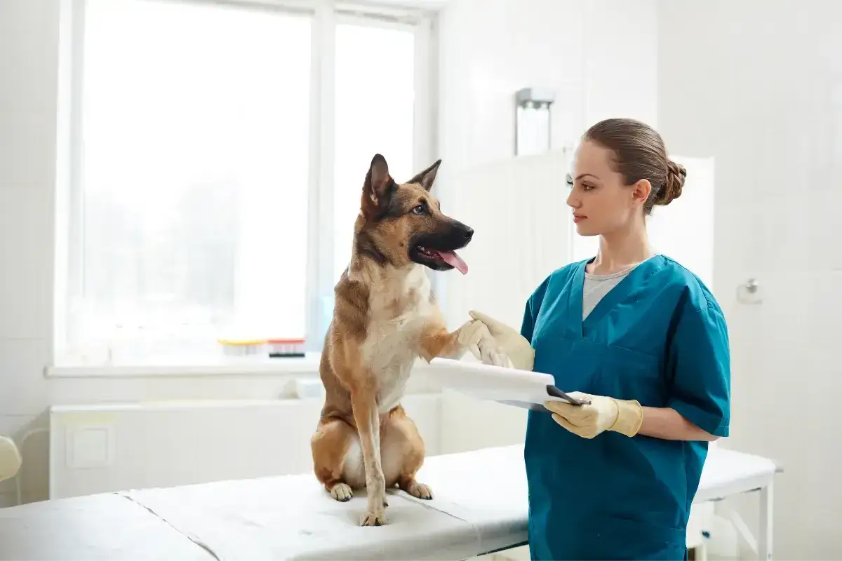 Weterynarz bada psa, kt&oacute;ry ma zatwardzenie. Pies podaje łapę, jakby chciał pom&oacute;c w diagnozie.
