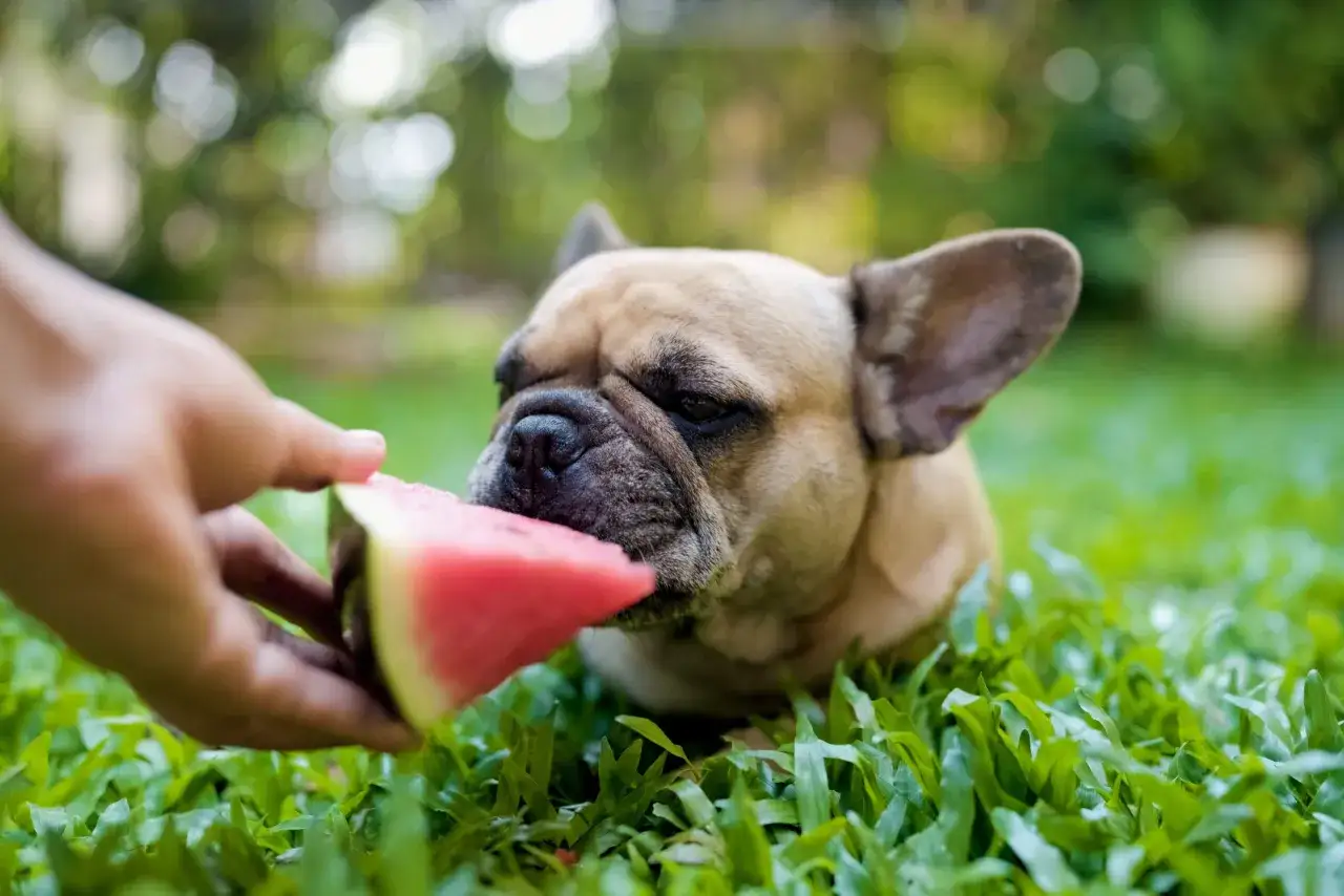 Francuski buldog je z watermelon. Czy pies może jeść kaki? To pytanie nurtuje wielu właścicieli.