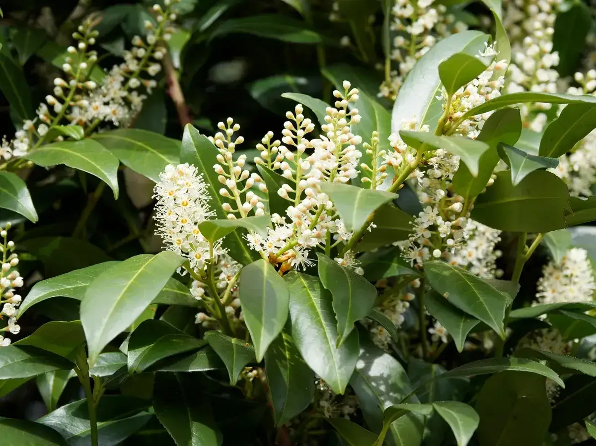 Kiedy przycinać laurowiśnie? Krzew laurowiśni z białymi kwiatami i zielonymi liśćmi.