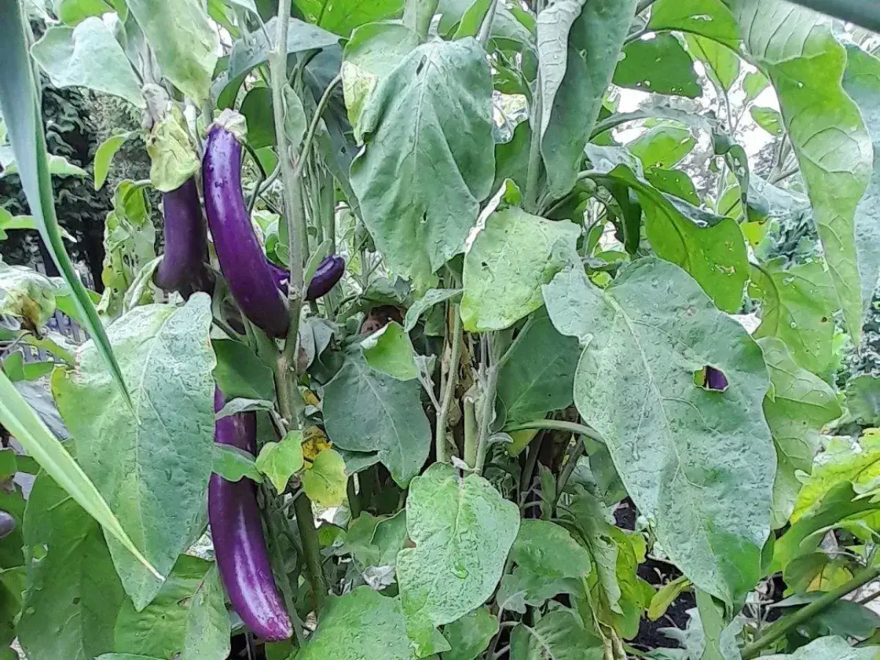 Kwiat bakłażana zbliżenie