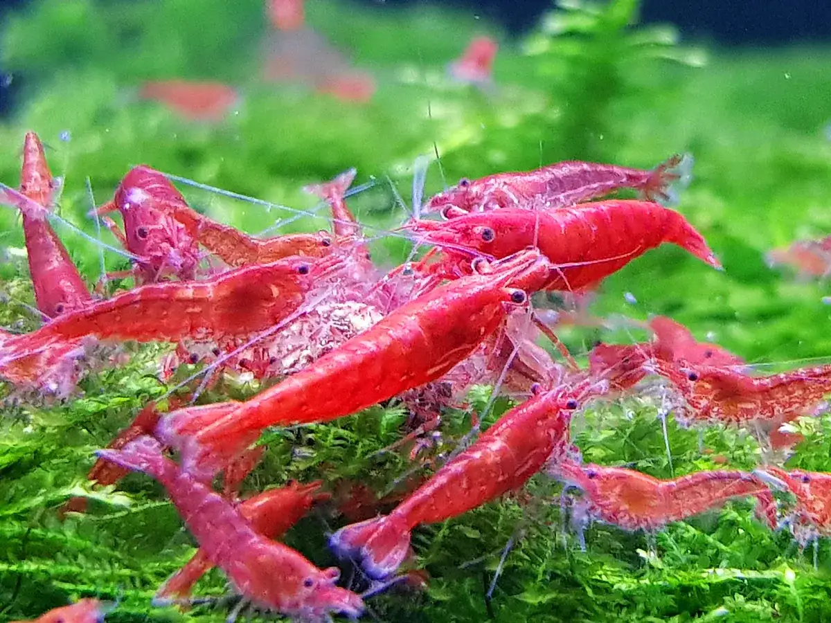 Wiele krewetek red cherry na zielonym tle. Widać ich intensywnie czerwone pancerzyki, co sugeruje udane krewetka red cherry rozmnażanie.