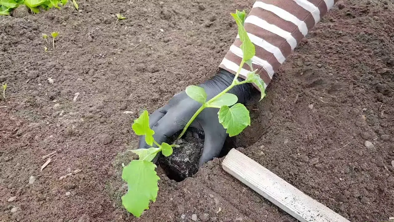 Zdjęcie Jak sadzić ogórki do gruntu: 5 kroków do bujnych plonów w ogrodzie