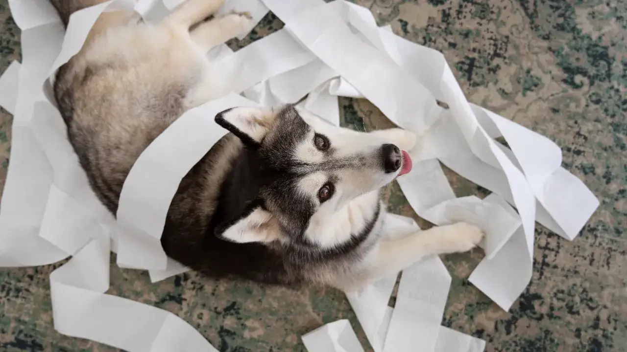 Siberian husky leży wśr&oacute;d rozrzuconego papieru toaletowego. Czy to znak, że szuka czegoś co dla psa na biegunkę?