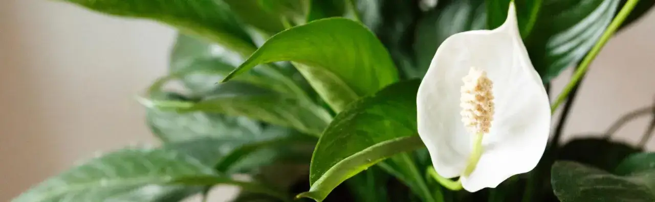 Toksyczność skrzydłokwiatu dla dzieci i zwierząt domowych