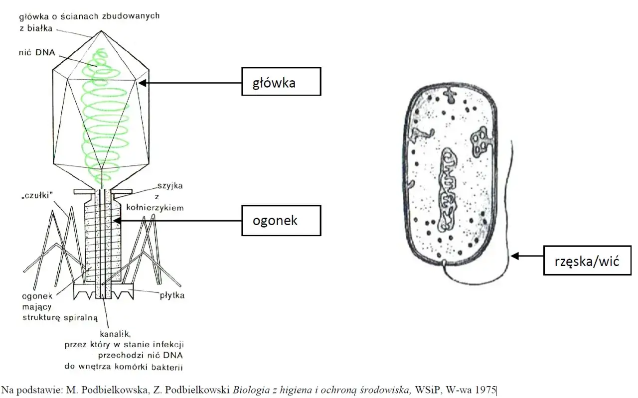 Por&oacute;wnanie budowy kom&oacute;rki bakteryjnej i wirusa