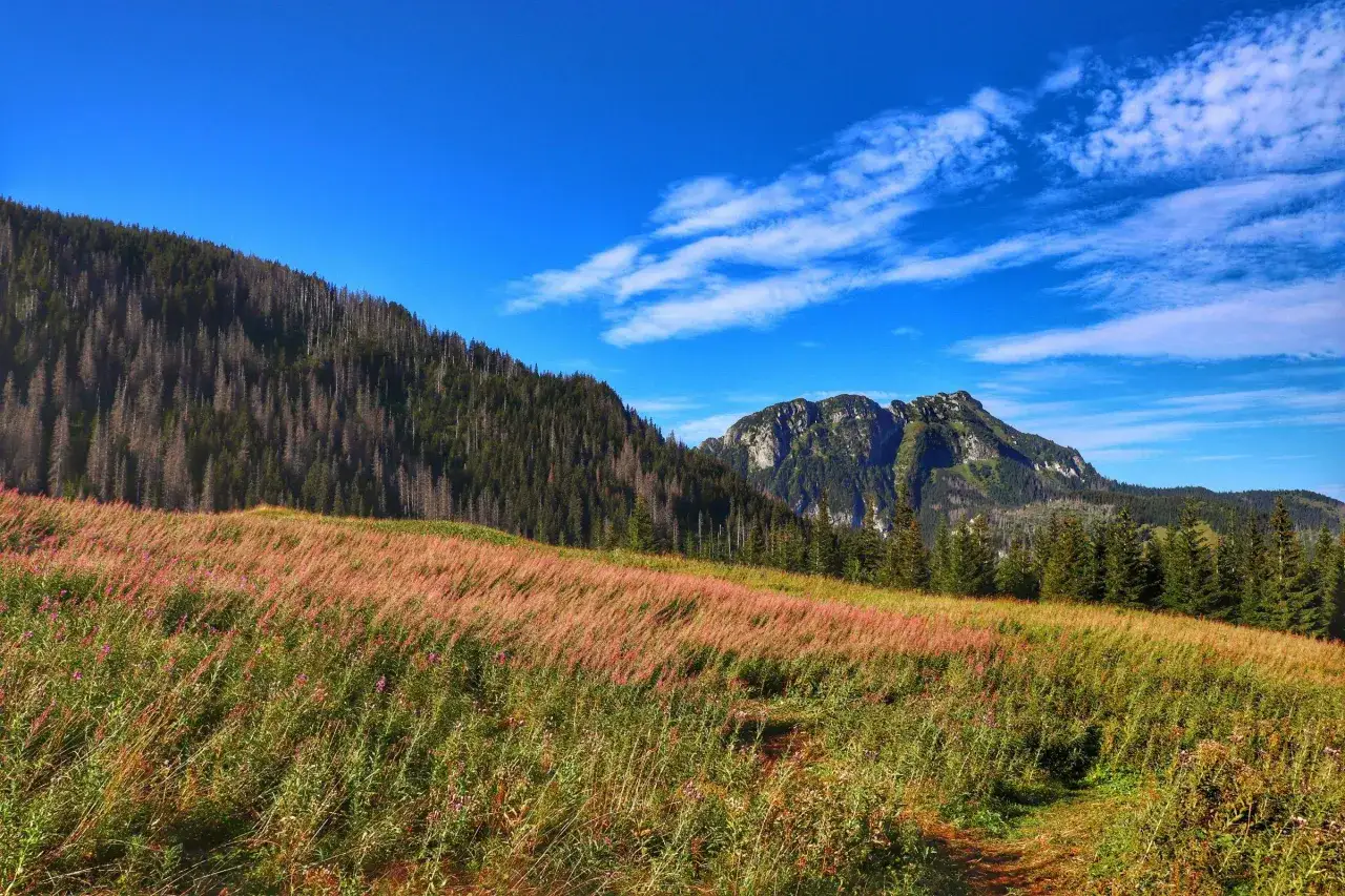 Łąka pełna kwitnących wierzb&oacute;wek na tle g&oacute;rskiego krajobrazu. Kominiarski Wierch w Zakopanem w oddali.