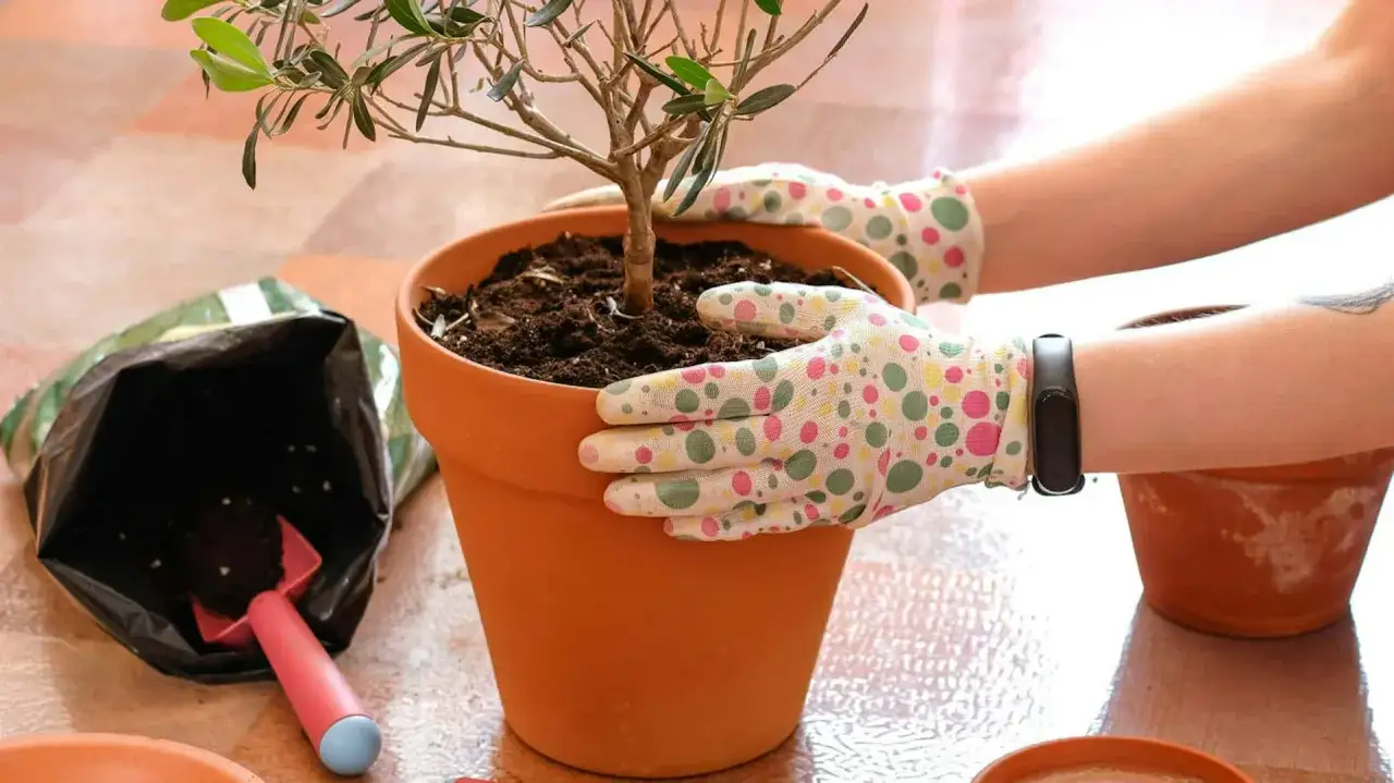 Ręce w rękawiczkach przesadzają młodą oliwkę do nowej doniczki. To idealny moment, kiedy przycinać oliwkę w doniczce, by rosła zdrowo.