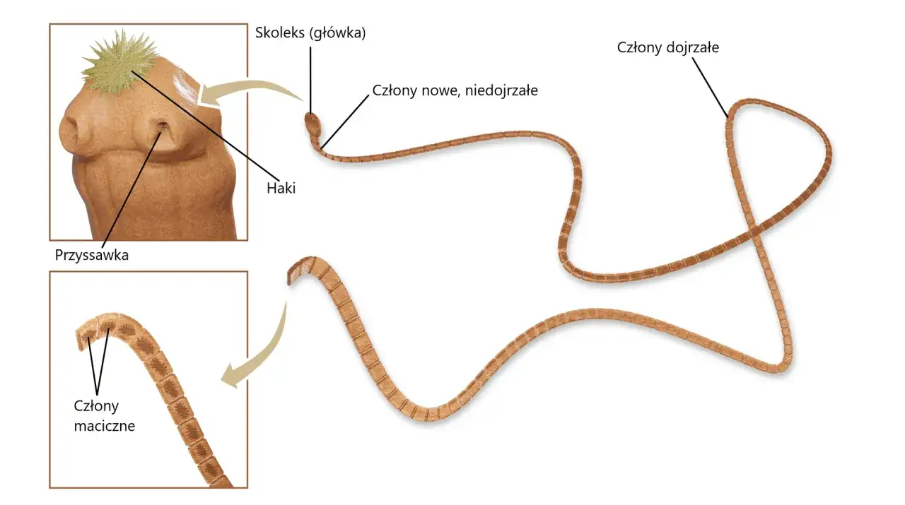 budowa tasiemca skoleks proglotydy