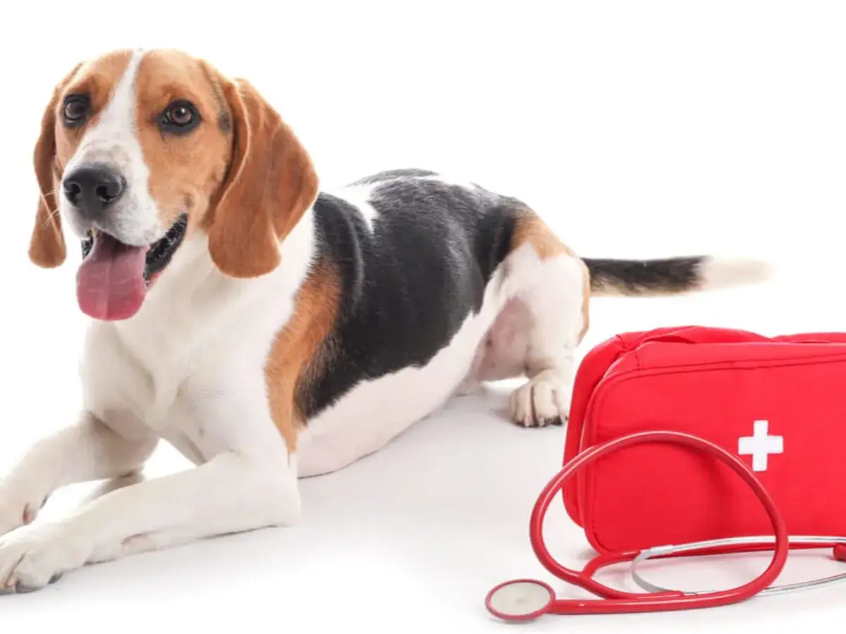 Beagle obok apteczki i stetoskopu. Czy woda utleniona szkodzi psu? Warto wiedzieć, jak udzielić pierwszej pomocy.