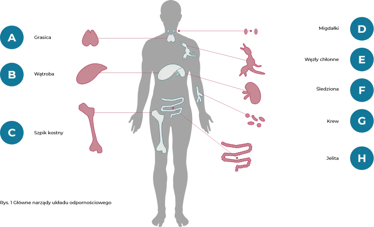 Układ odpornościowy: grasica, śledziona, szpik kostny, węzły chłonne, nerki, jelita. Zaburzenia tych organ&oacute;w mogą prowadzić do chor&oacute;b układu odpornościowego.