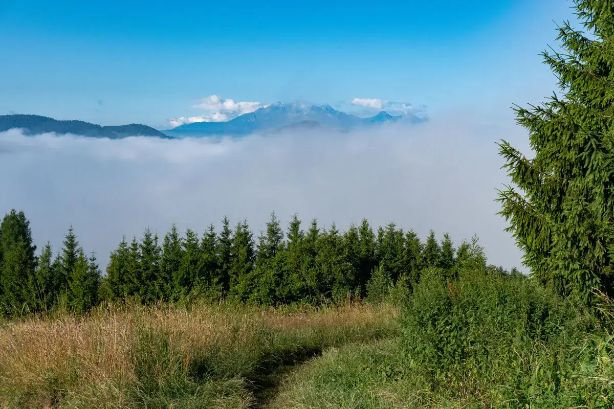 Mgła otula g&oacute;ry, a nad nią widać szczyty. Przed lasem, na łące, ścieżka prowadzi do bac&oacute;wki pod Bereśnikiem.