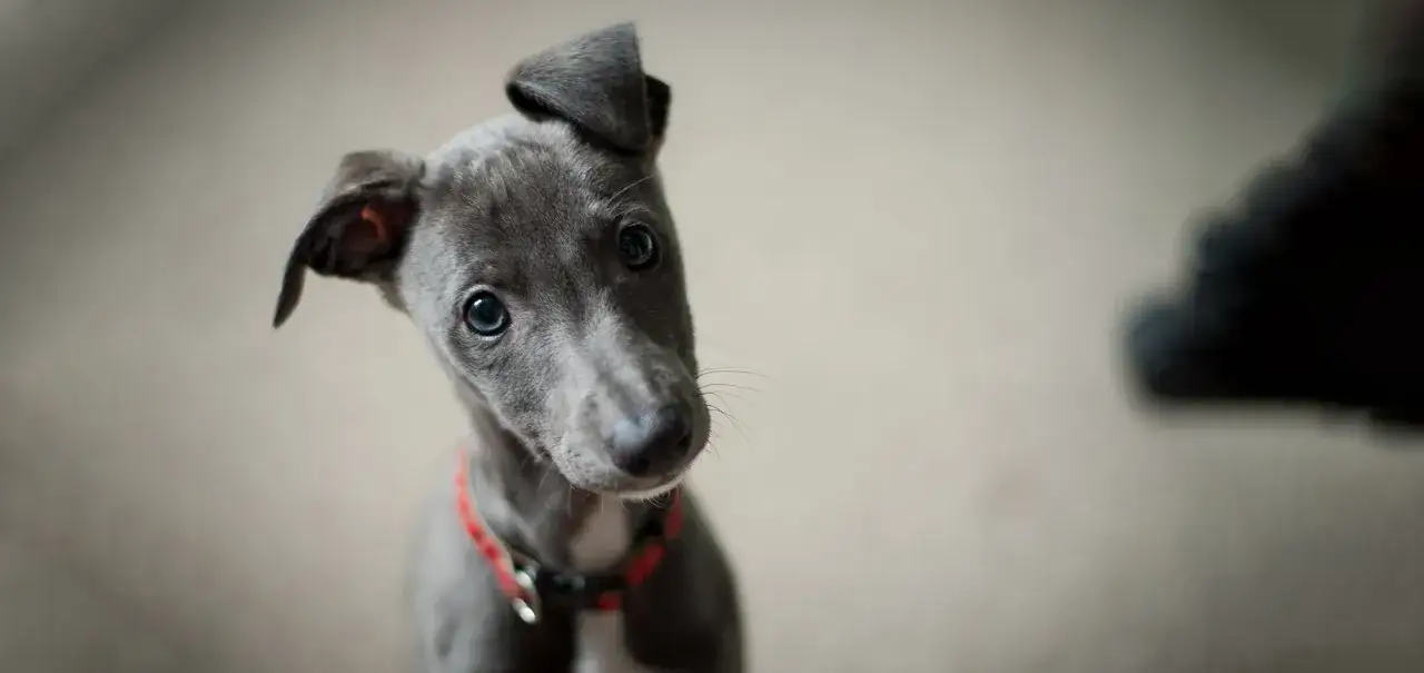 Uroczy szczeniak charta włoskiego z zaciekawieniem patrzy w obiektyw. Idealny do wyprawka dla psa co kupić.