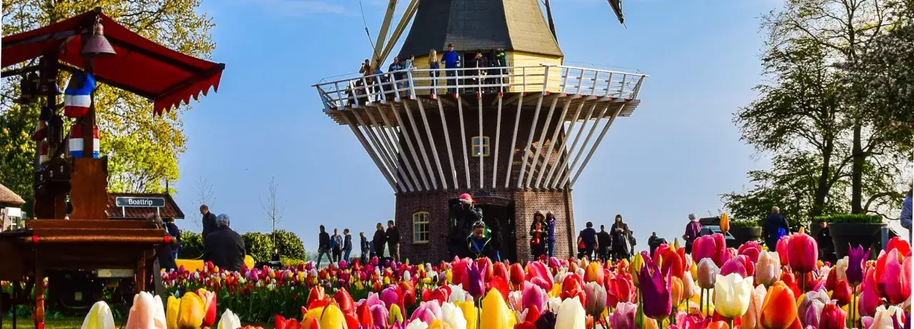 Wiosna w Holandii to idealny czas na podziwianie tulipanów. W kwietniu pola kwitną feerią barw, a wiatrak dodaje uroku krajobrazowi.