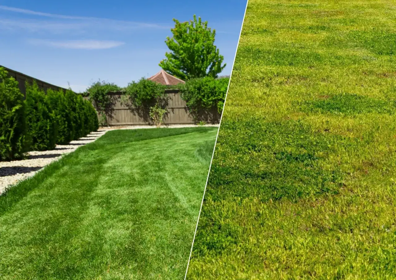 suche plamy na trawniku nier&oacute;wnomierne nawadnianie