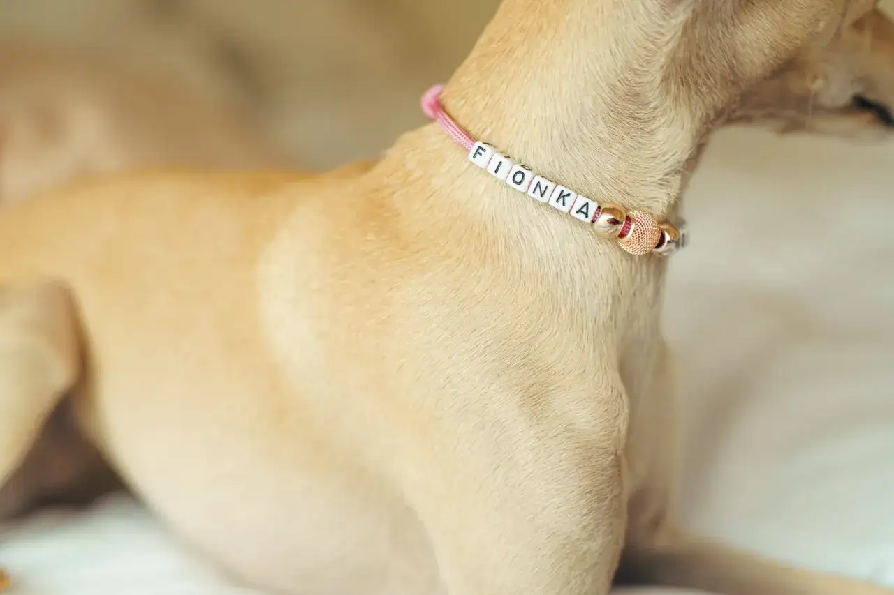 Urocza adres&oacute;wka dla psa z imieniem 