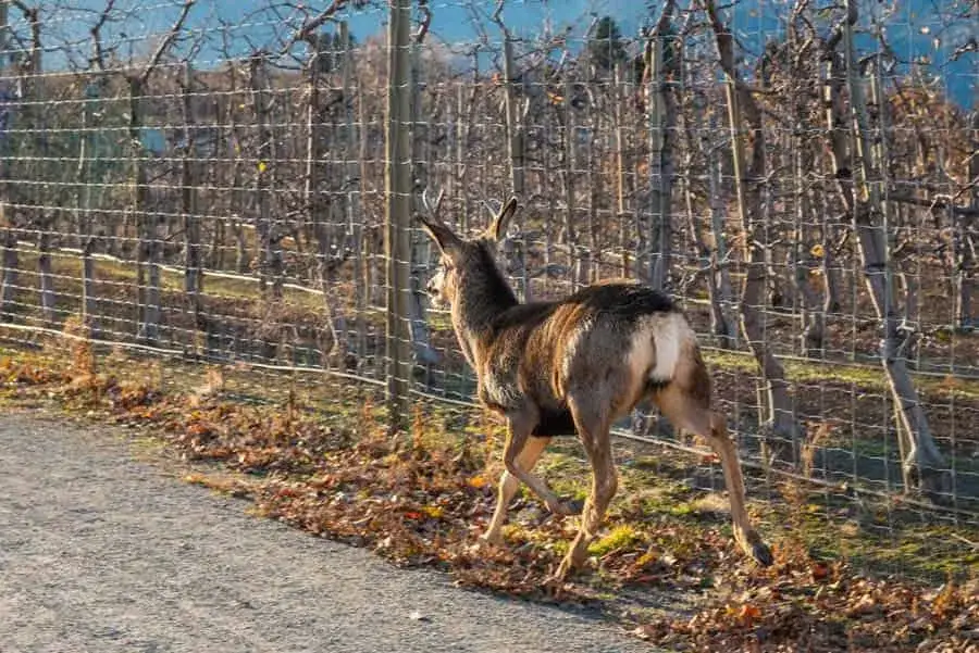ogrodzenie przed sarnami wysokość porównanie