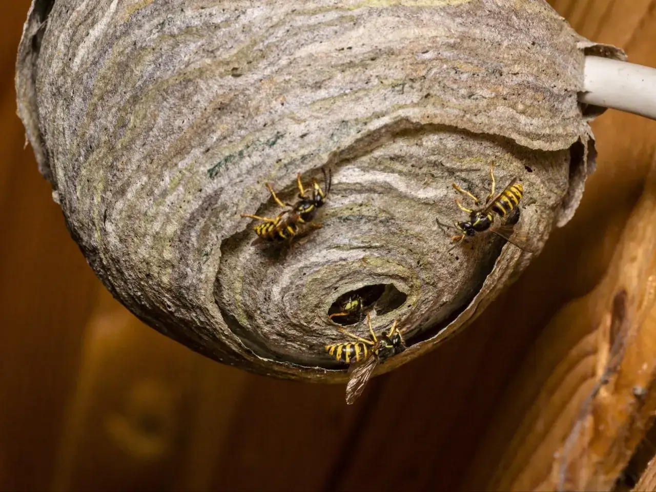 Zdjęcie Jak wygląda gniazdo os? Opis, zdjęcia i informacje o budowie gniazd