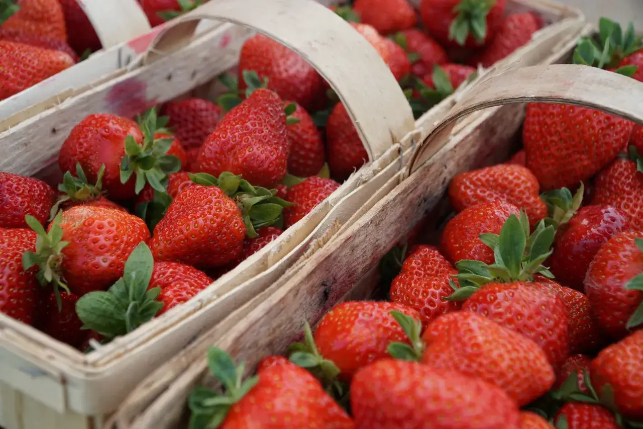 Zdjęcie Ile można zarobić na zbiorach? Praca, która może Cię zaskoczyć