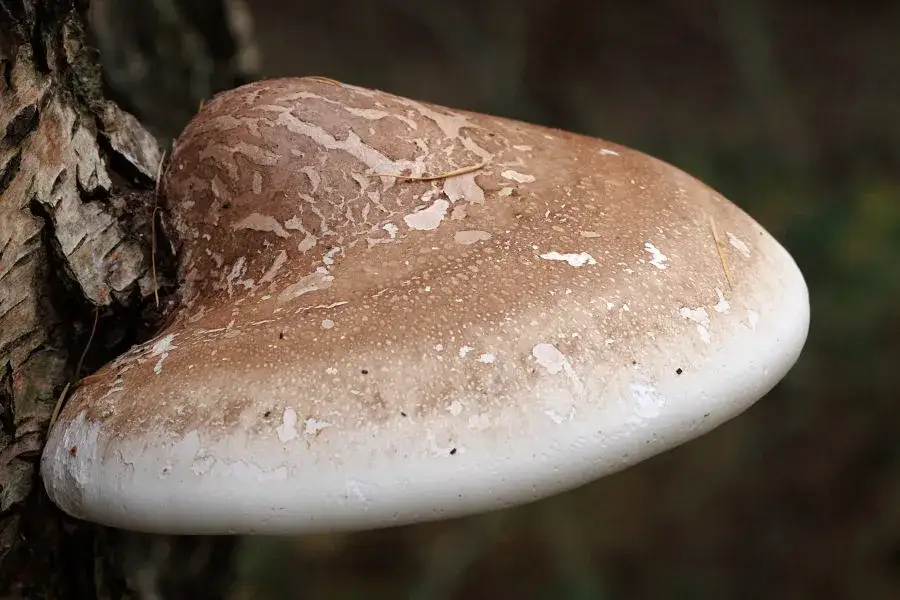 Zdjęcie Biały grzyb: poznaj niezwykłe właściwości lecznicze białoporka brzozowego