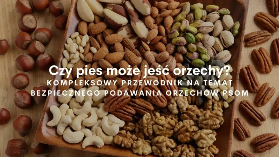 Zdjęcie Czy pies może jeść orzechy laskowe? Bezpieczne ilości i ryzyka